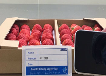  RFID Das Sensor-Tag hilft der japanischen Erdbeerfabrik in der Temperatursteuerung